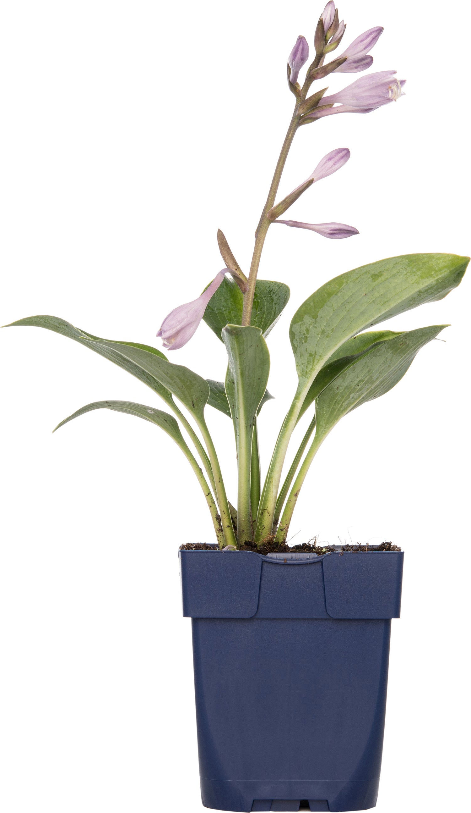 Hartlelie (Hosta fortunei 'Patriot') D 11 H 10 cm