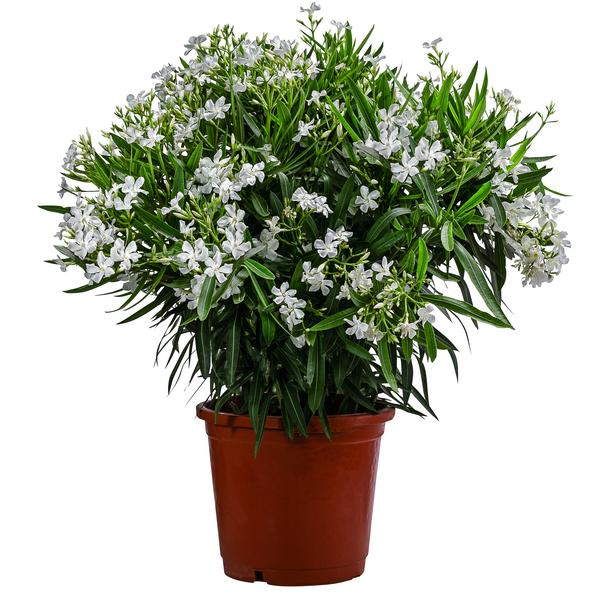 Oleander, Solitärbusch