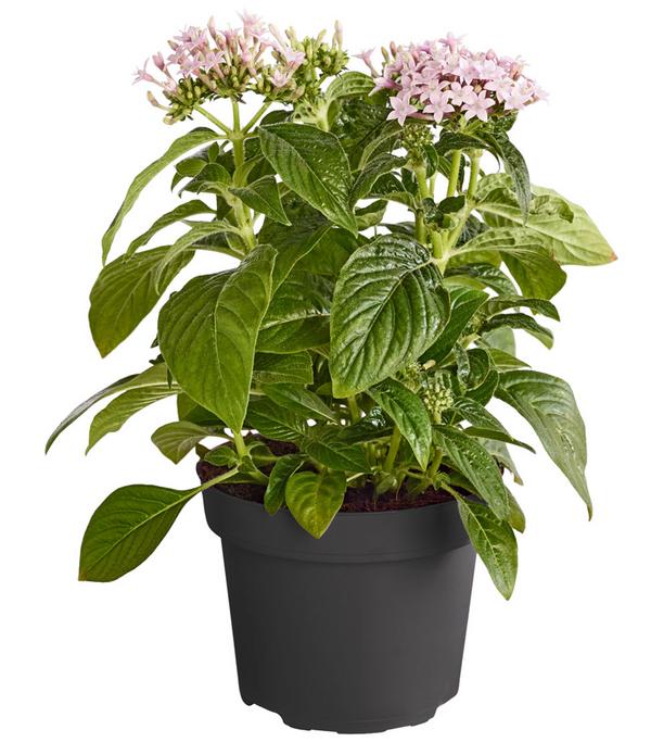 Fünfzahlstrauch - Pentas lanceolata,