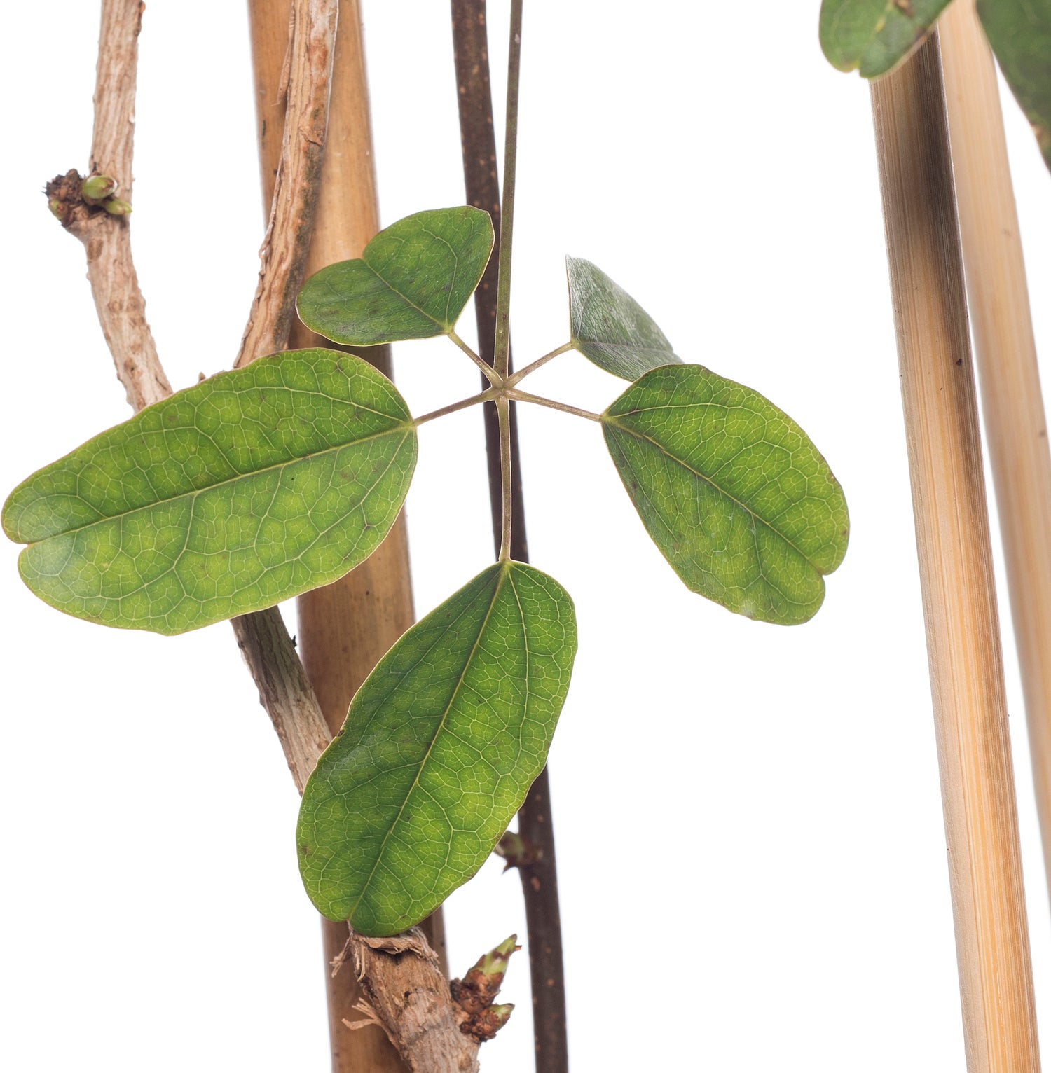 Schijnaugurk (Akebia quinata) D 16 H 75 cm