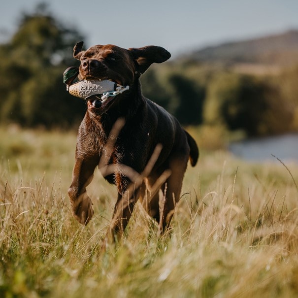 HP&G Training Tool Green Wing Teal<br>Til trening av hund!
