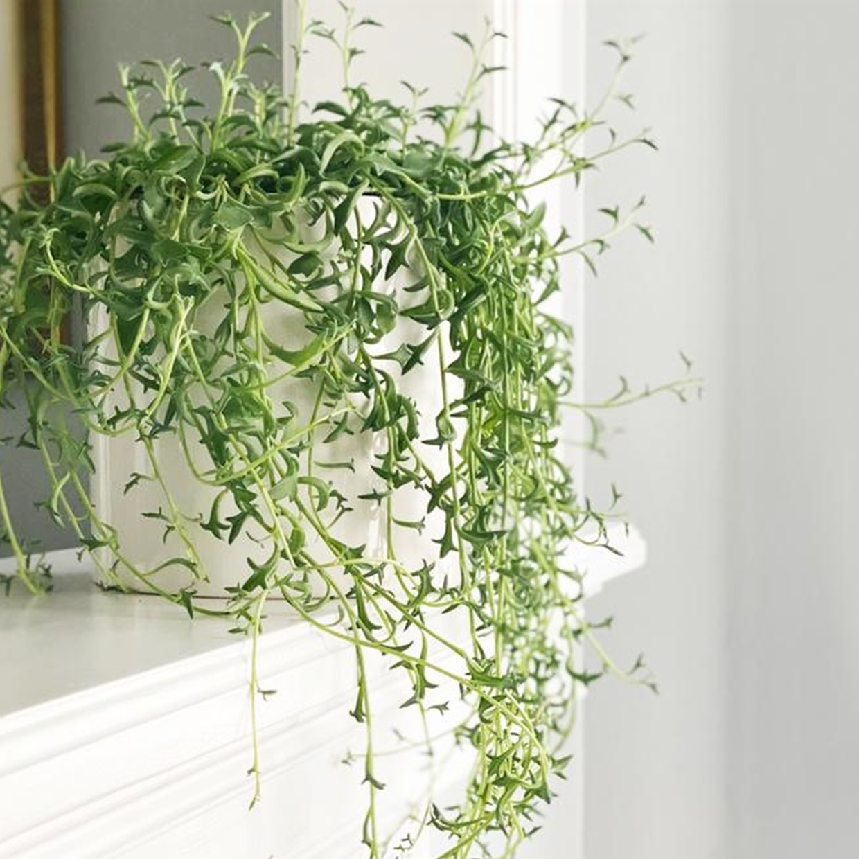 Senecio peregrinus - set de 2 - collier de dauphin - pot 12cm - hauteur 10-20cm