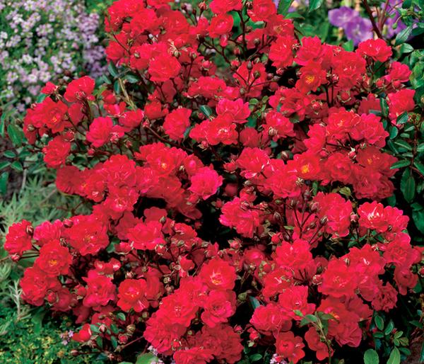 Bodendeckerrose 'Fairy King®', rot