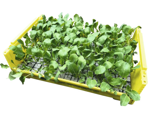 Biologische groentezaailingen, groentesoorten los met kluit/potgrond