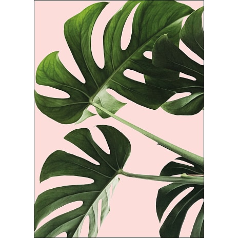 Monsteras in pink - 50x70 cm