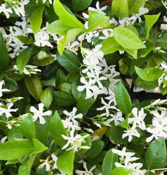 Trachelospermum jasminoides (jasmin étoilé) blanc - taille pot de 18 litres - 200/220 cm 3 grosses tiges