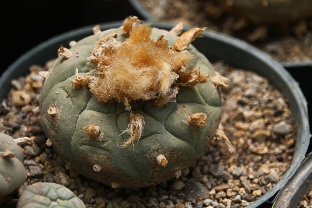Peyotl - 20 graines - avec substrat - lophophora williamsii