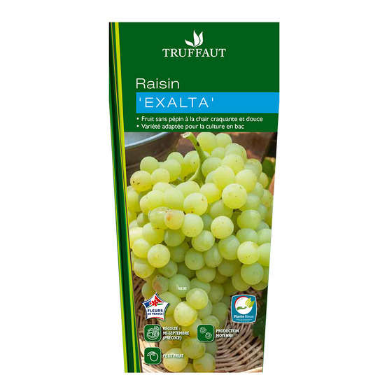 Vigne 'Exalta' : pot de 1,5 litres