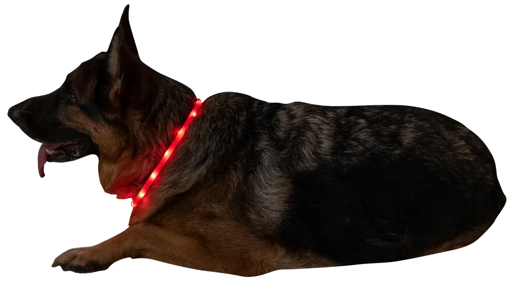 DanPet LED-halsring - assorterede farver