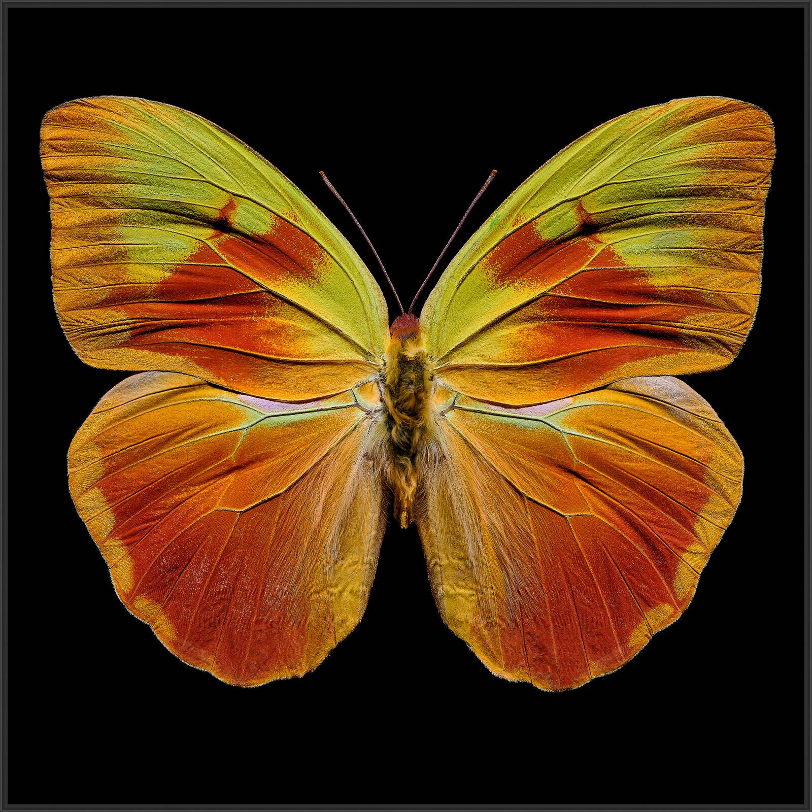 Butterfly  XI by Heiko Hellwig - Limited Edition. Edition of: 100. Signed.