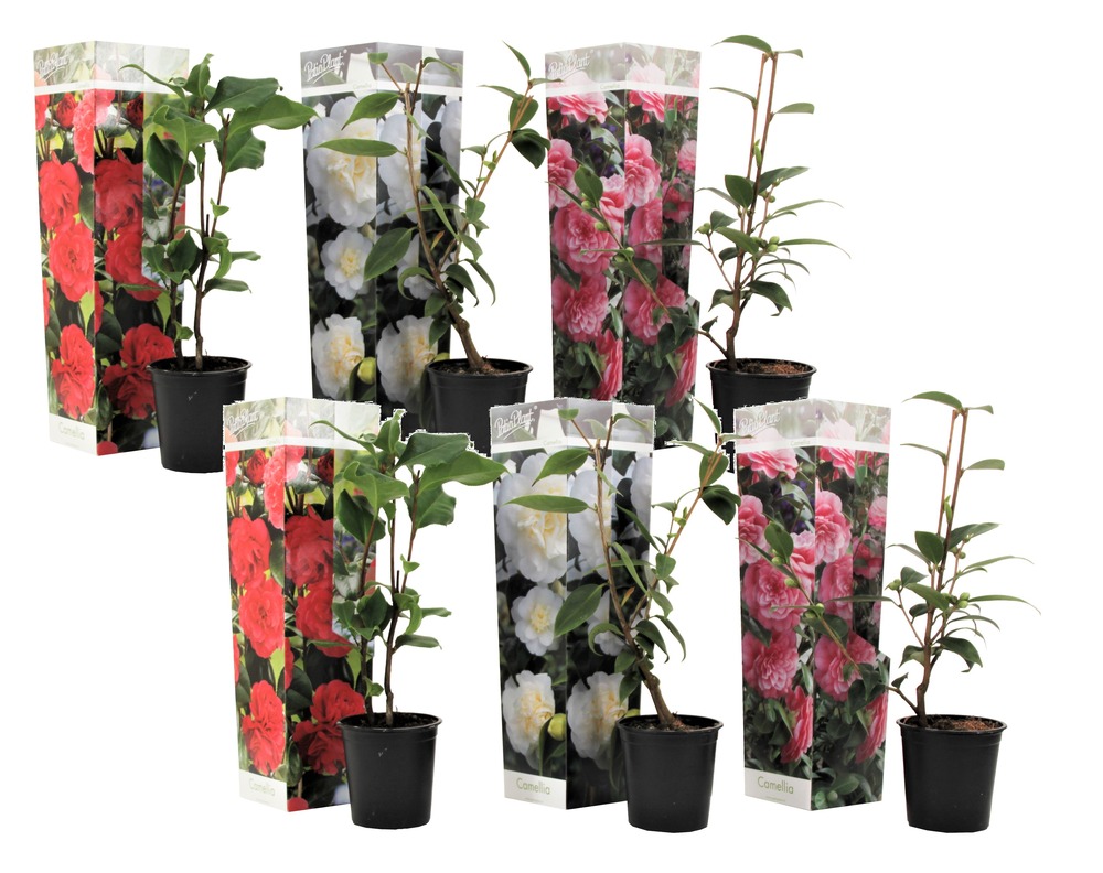 Camellia japonica - mélange de 6 - rouge,blanc,rose - pot 9cm - hauteur 25-40cm