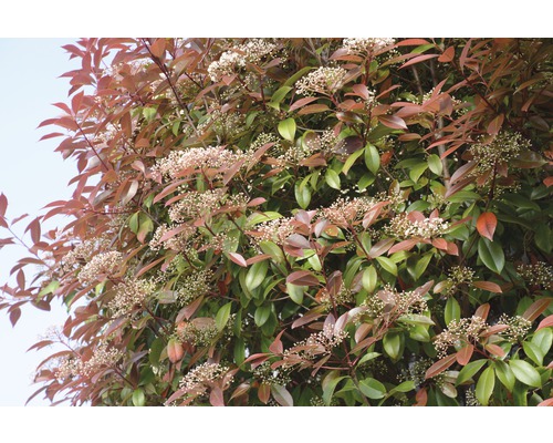 Loquat FloraSelf Photinia fraseri 'Red Robin' H 125-150 cm Co 15 L