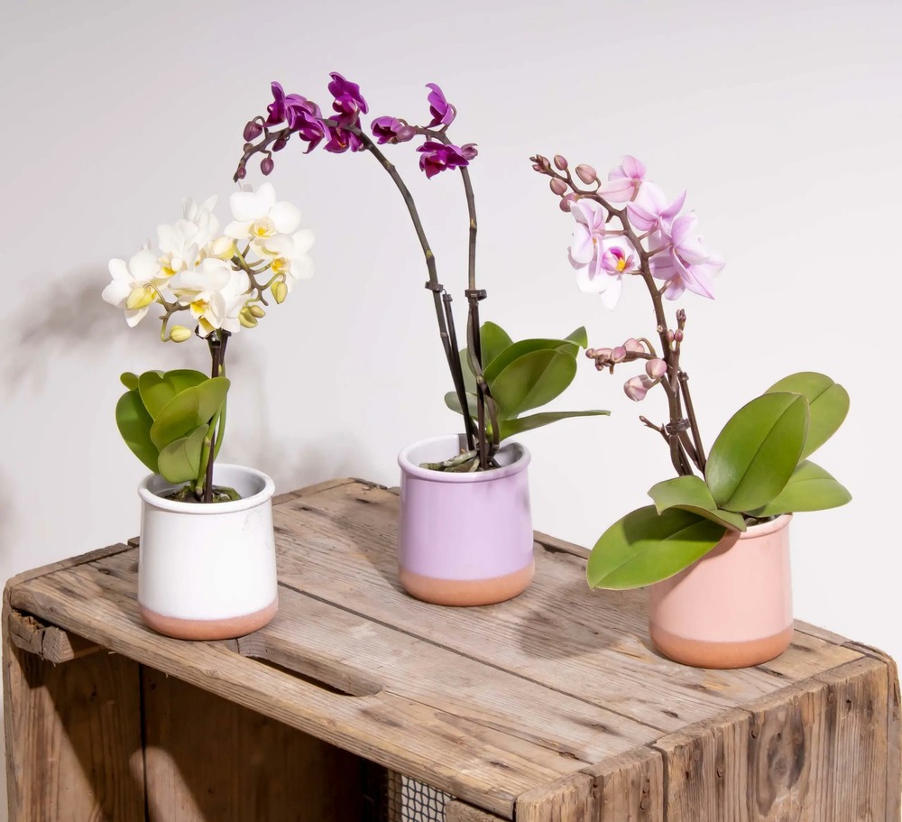 Trio de phalaenopsis