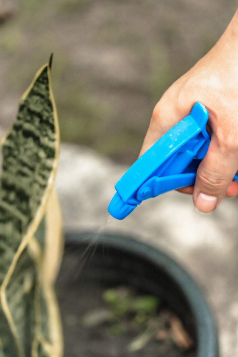 Flacon pulvérisateur - suan - multiusages pour le jardin et la maison - contenance : 1000 ml