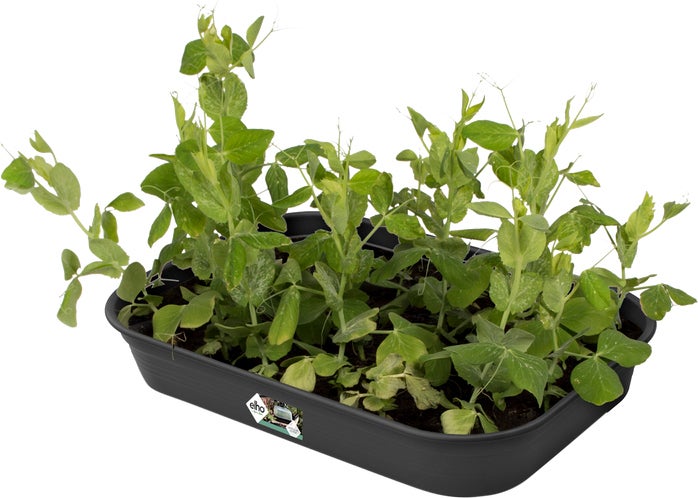 Elho Green Basics kweektray M living black