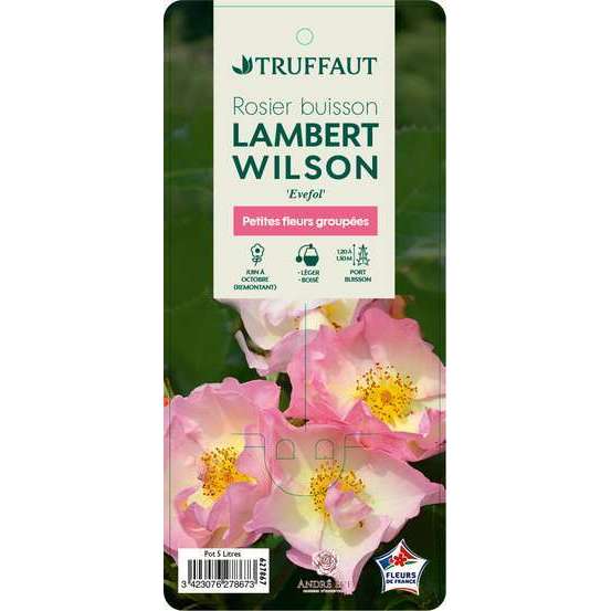 Rosier buisson 'Lambert Wilson®' (Evefol) : pot de 5 litres