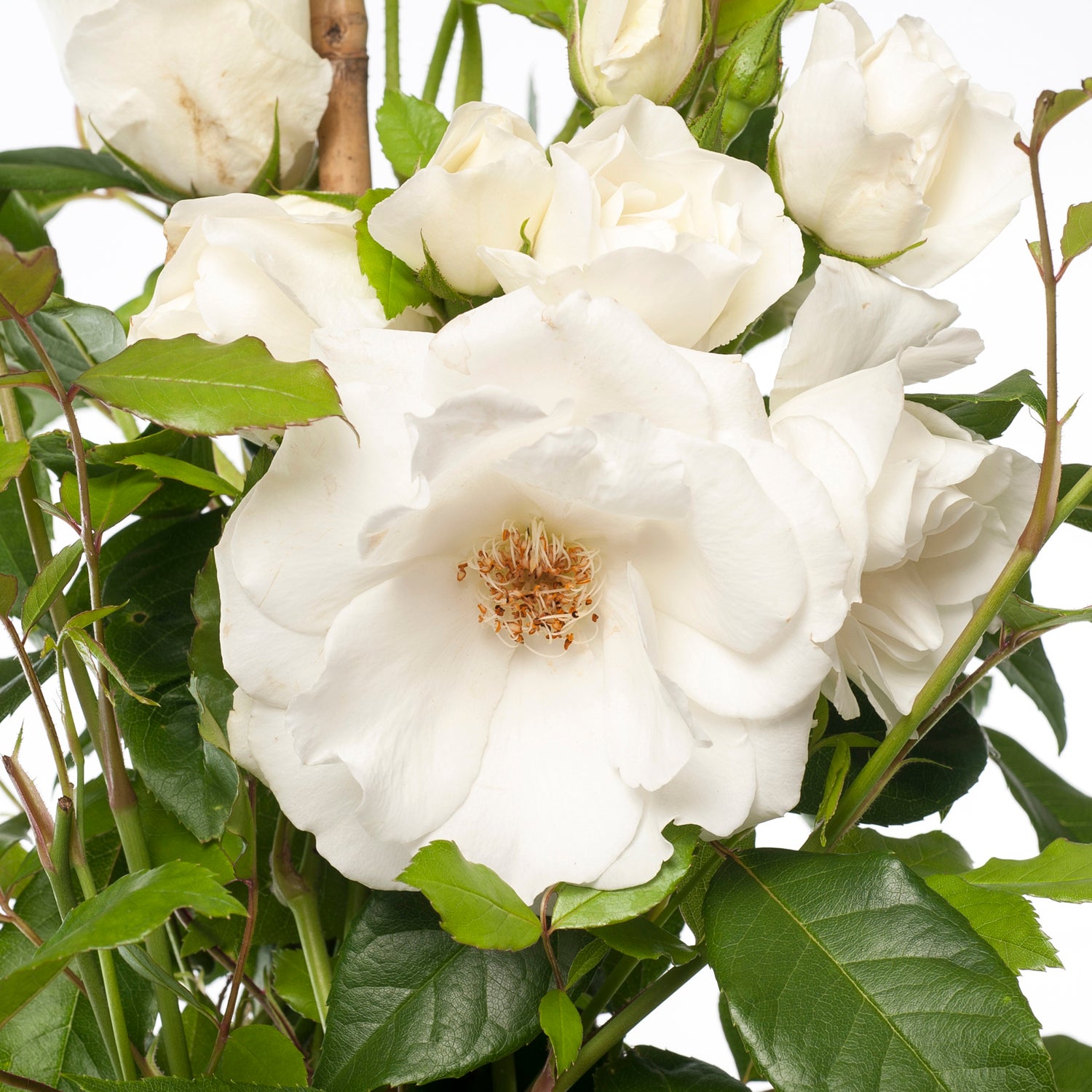 Klimroos (Rosa 'Climbing Iceberg') D 23 H 70 cm