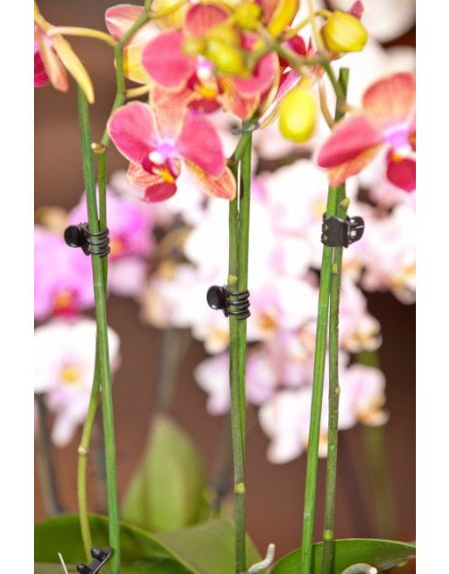 Nature Orchidee Clips - Klim-En Geleide Artikel - 1x1.5x1.5 cm Zwart 10 stuks