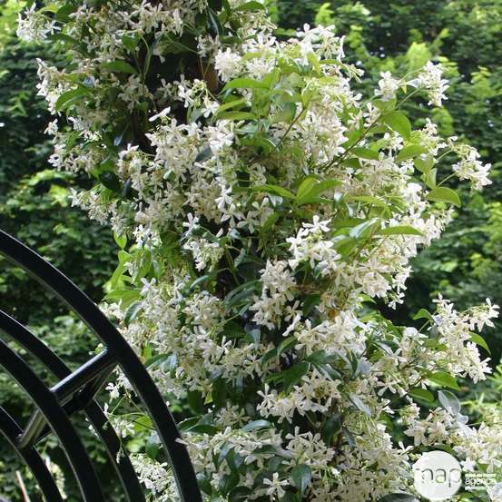 Trachelospermum Jasminoïdes : ctr 6L