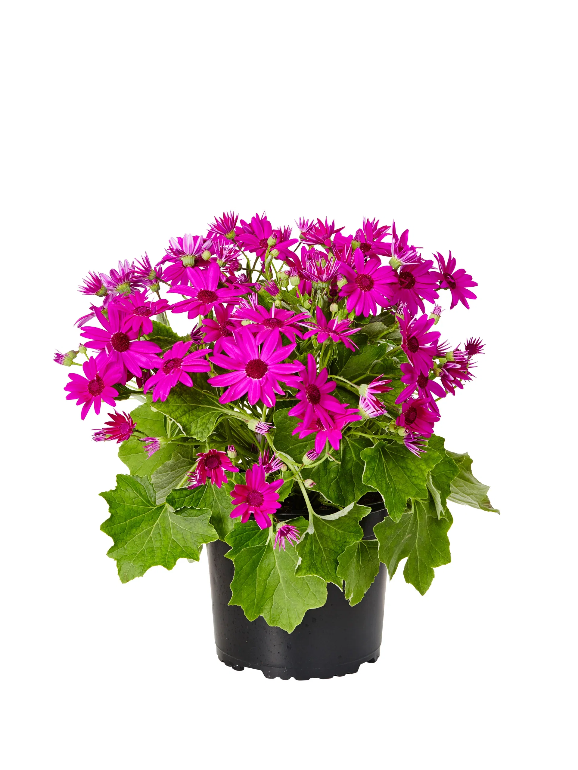 Pericallis Senetti 19 cm Pericallis Senetti Ø17 cm