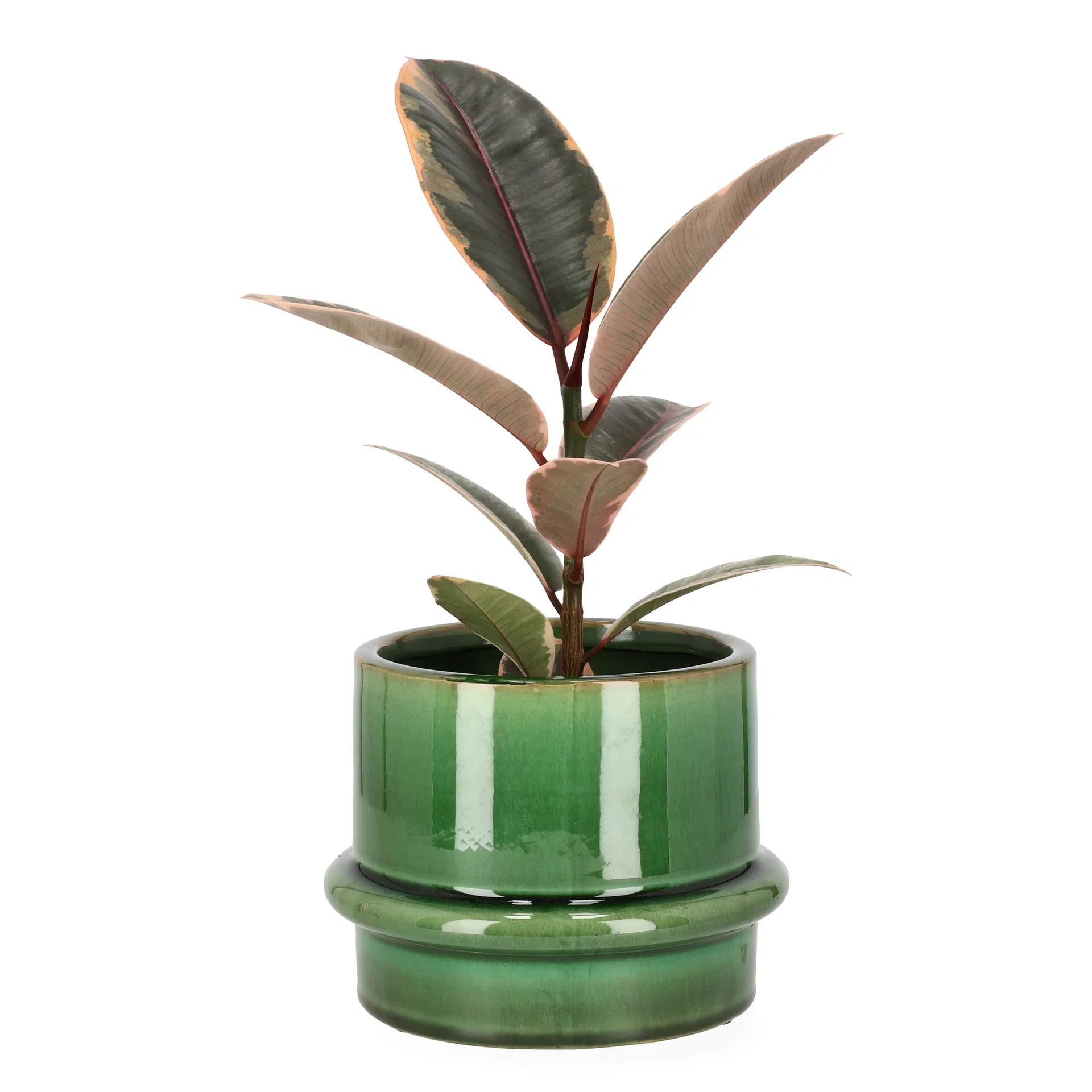 Ficus elastica 'Belize' Gummifiken 'Belize' Høyde 30 cm