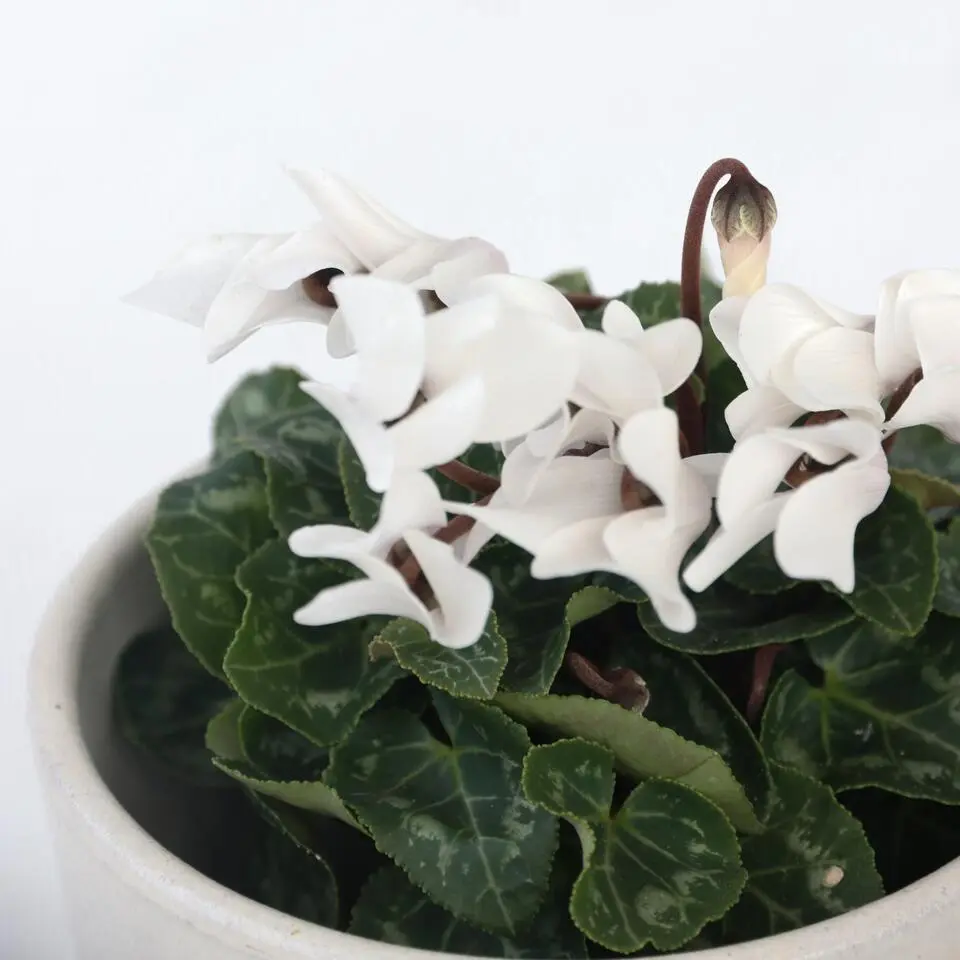 Perzisch cyclaam - Set van 6 - Cyclamen persicum - Hoogte 10-20cm - ⌀9cm