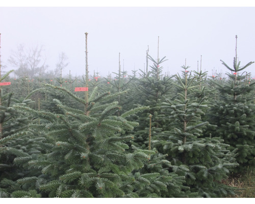 Nordmannspar Brandenburg H 150-200 cm, gesnoeide kerstboom uit duurzame en regionale teelt