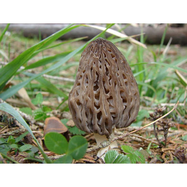 Morilles en conserve