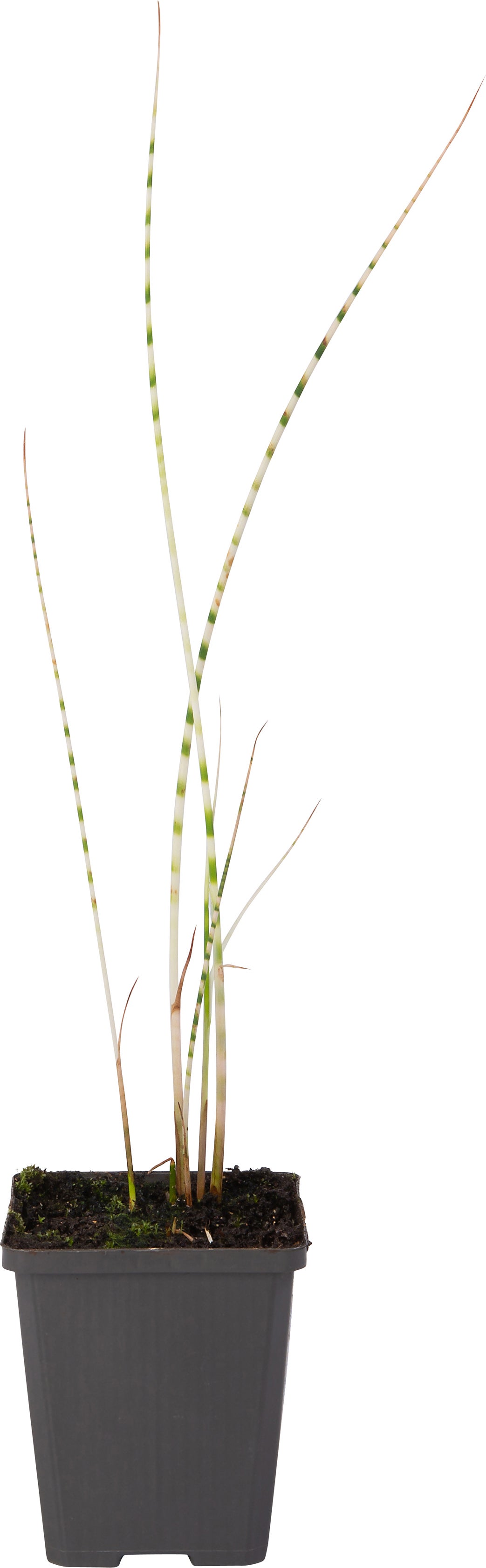 Bonte Bies (Scirpus tabernaemontanii 'Zebrinus') D 9 H 20 cm