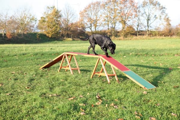 Trixie Dog Activity Agility dogwalk, 456 × 64 × 30 cm