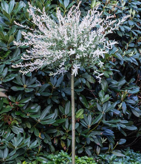 Zierweide 'Hakuro Nishiki'