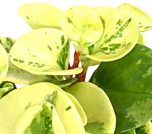 Peperomien-Set - Peperomia cultivars, 3-teilig