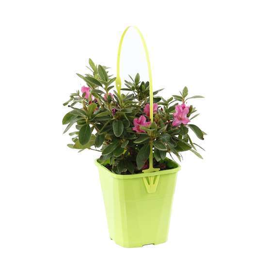 Azalea japonica 'Encore '® : ctr 4L