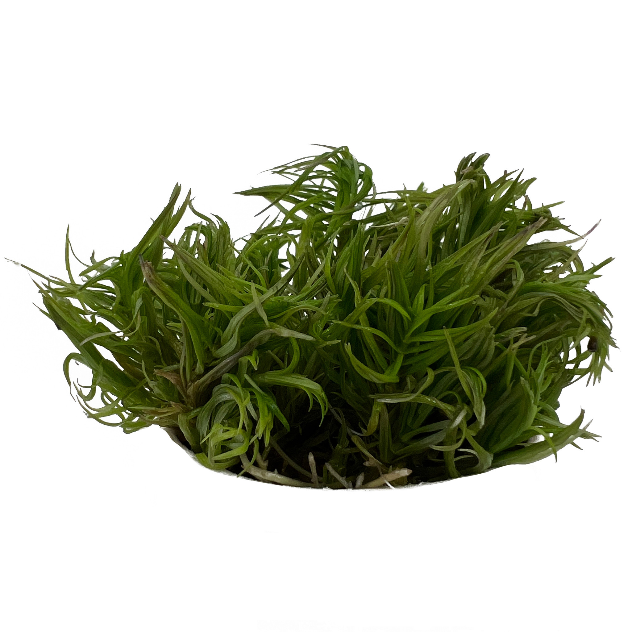 Waterplant Pogostemon Erectus in-vitro | Aquariumplant