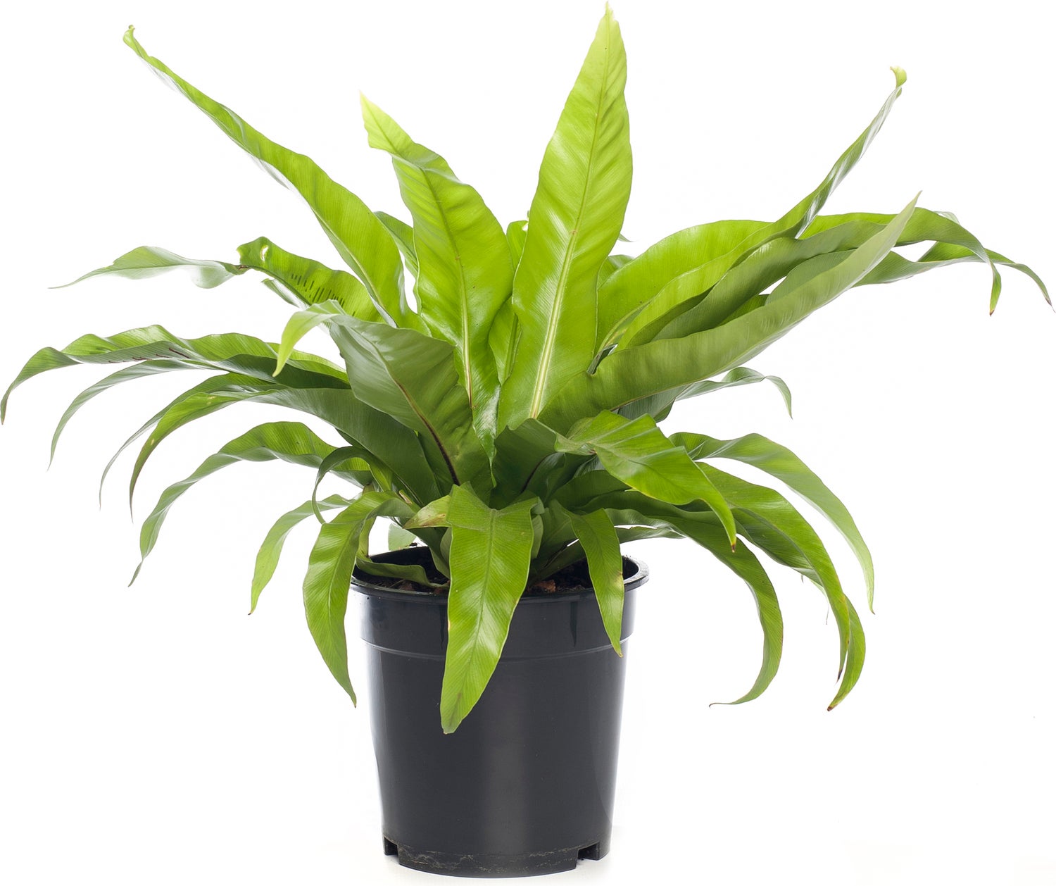 Nestvaren (Asplenium antiquum) D 17 H 50 cm