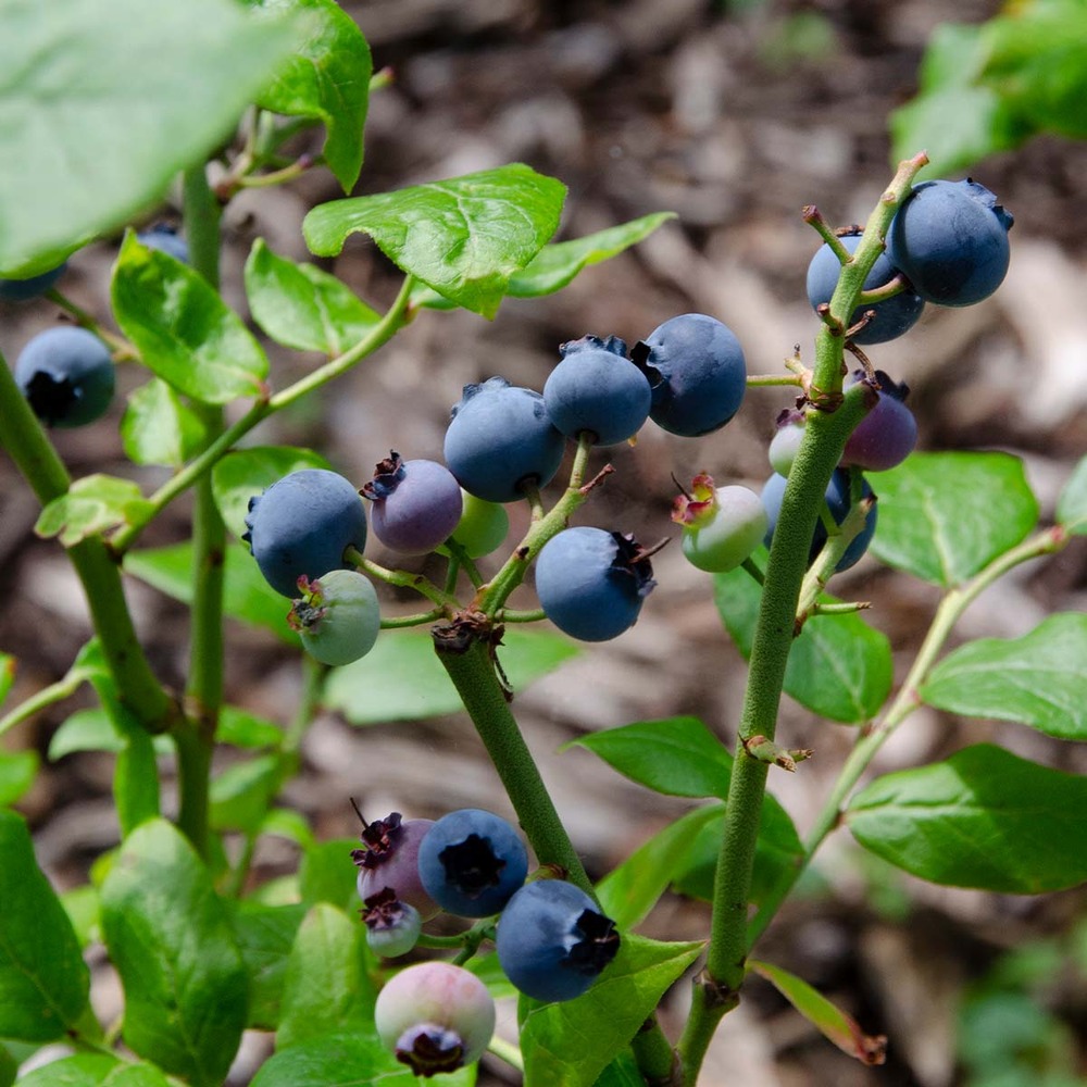 Vaccinium corymbosum 'goldtraube 71'– myrtille – arbre fruitier – rustique - ⌀19 cm - ↕40-50 cm