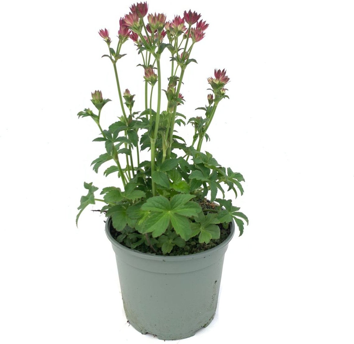 Zeeuws Knoopje (Astrantia major) D 17 H 40 cm