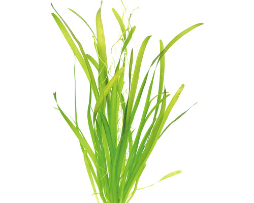 Reuze Vallisneria - Vallisneria australis gigantea