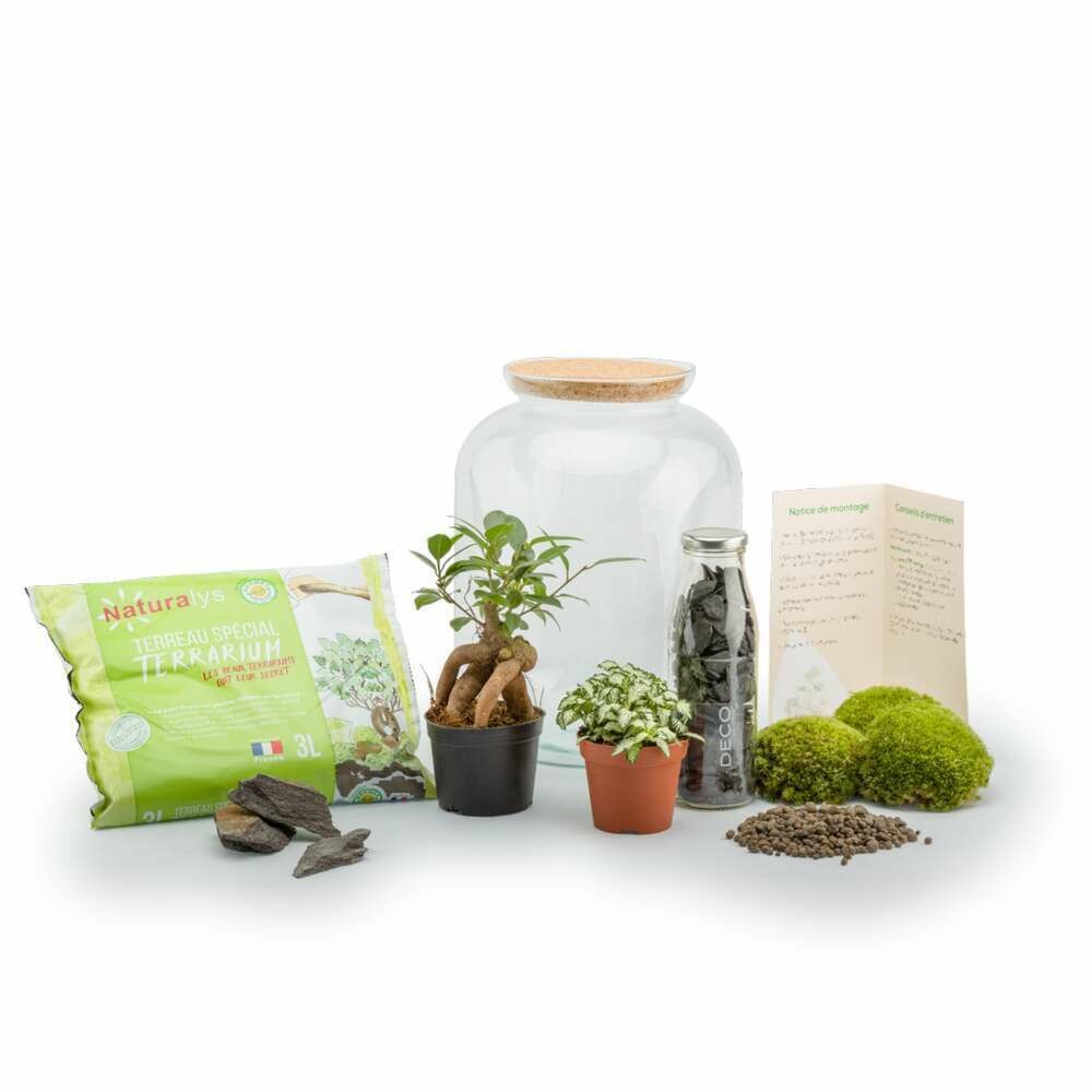 Terra kit - bonbonne s ginseng
