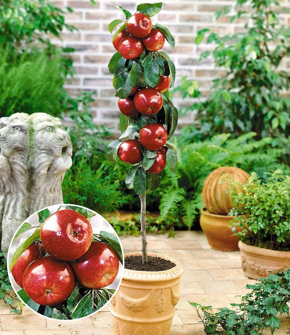 Befruchtersorte Apfel 'Gala'