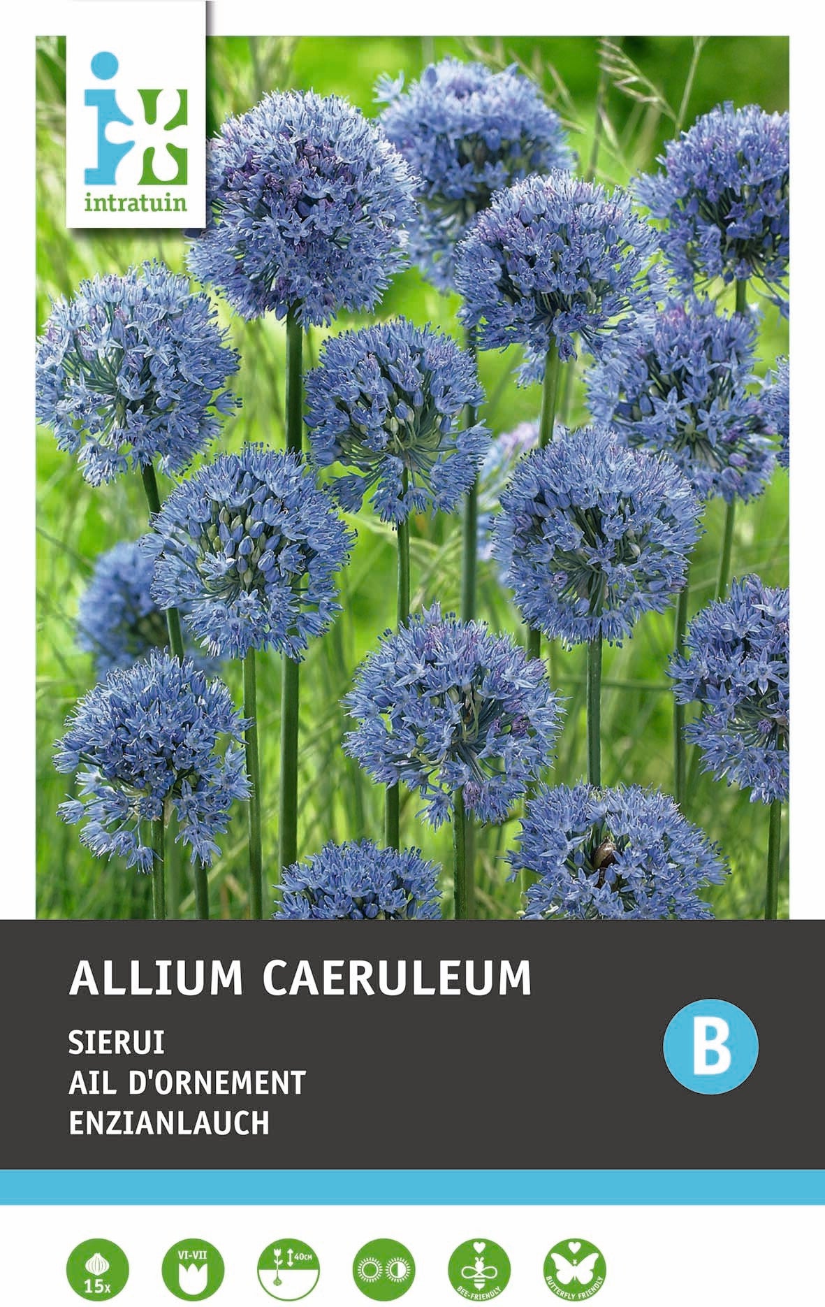 Intratuin bloembollen Sierui (Allium caeruleum) blauw 15 stuks