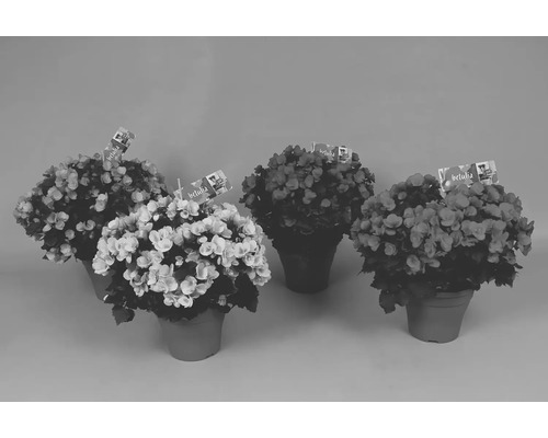 Begonia FloraSelf Begonia betulia H 20 cm Ø 19 cm Pot assorti