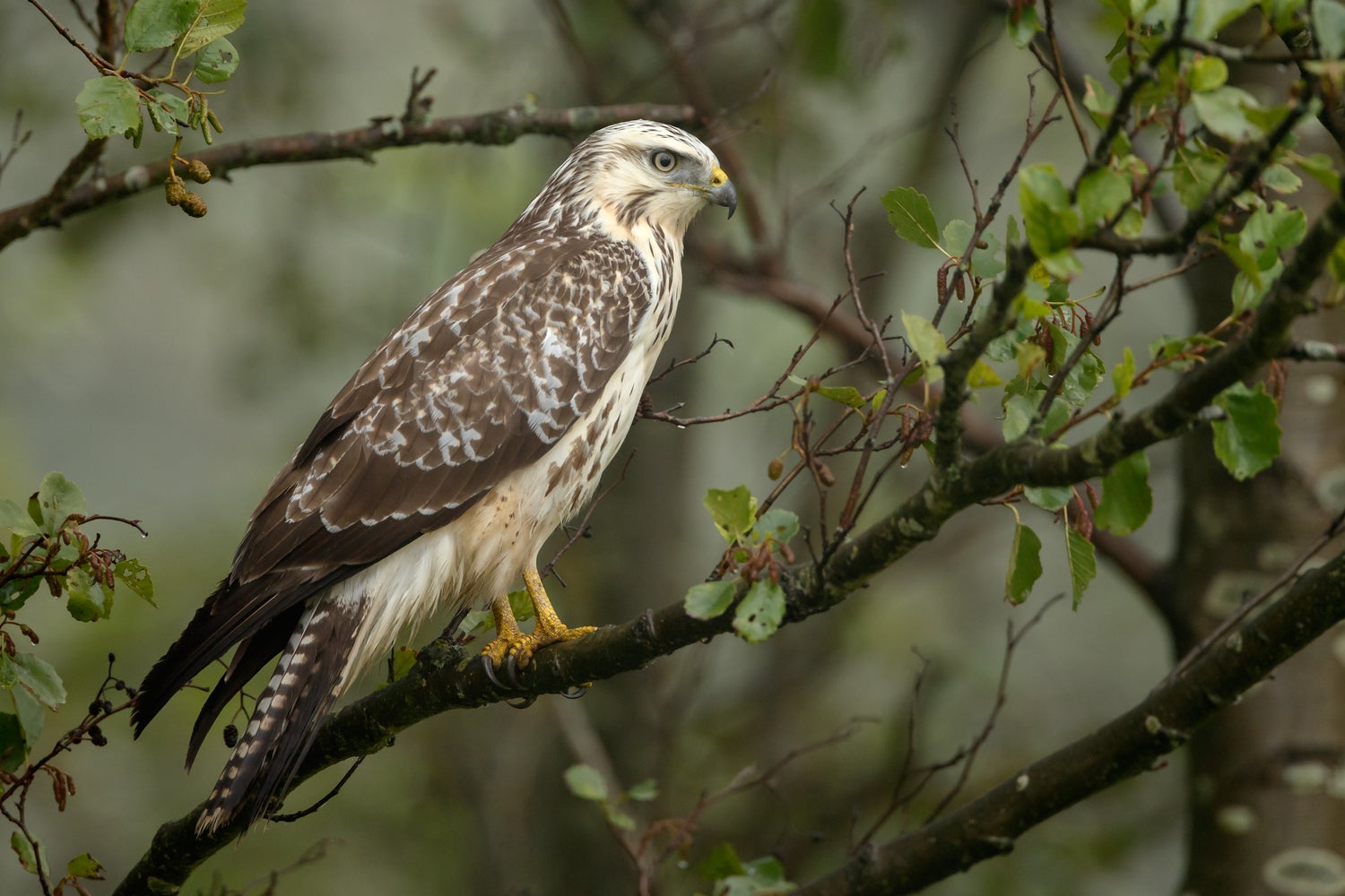 PB-Collection tuinschilderij buizerd grijs 40 x 30 x 2,5 cm