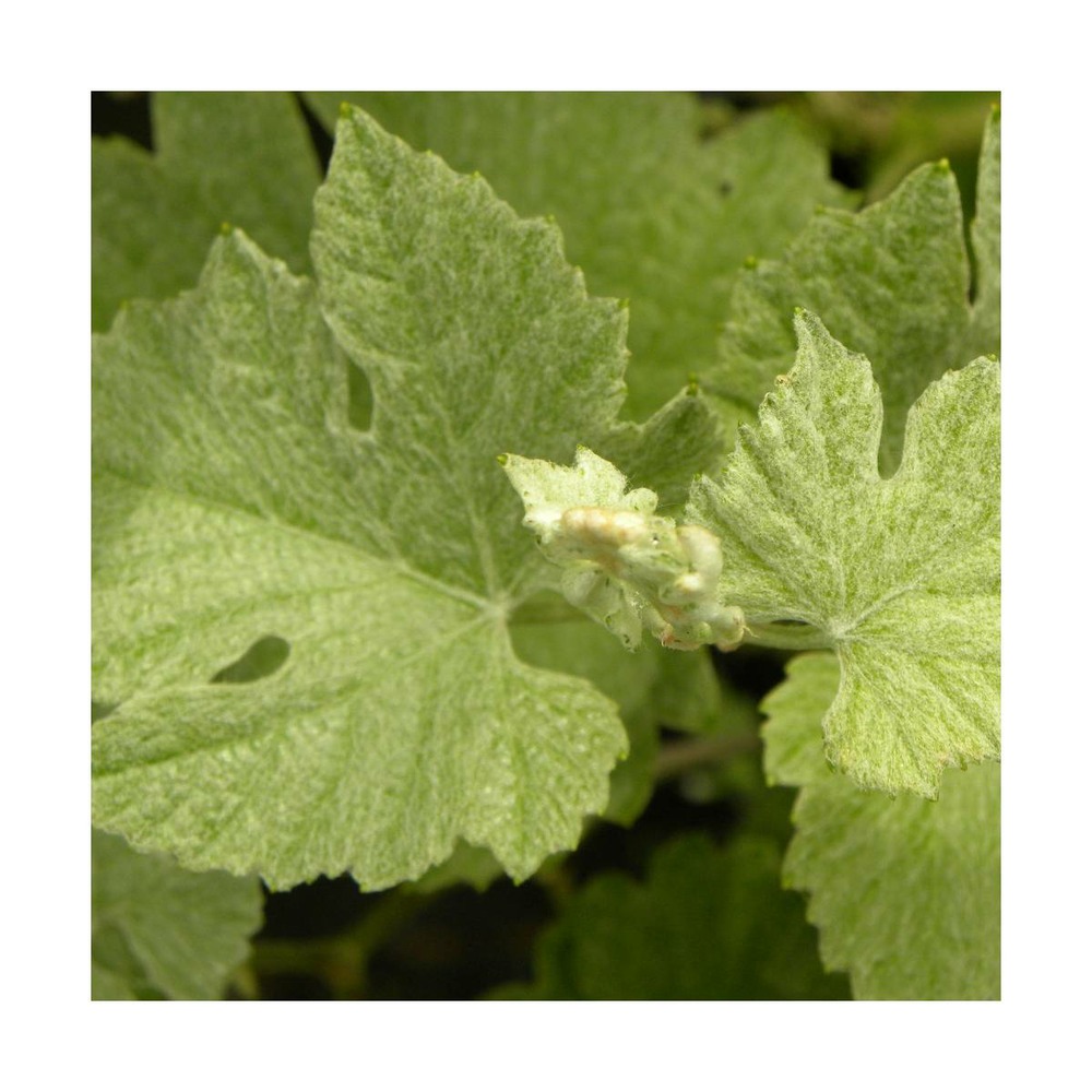 Vigne d'ornement incana/vitis incana[-]godet - 5/20 cm