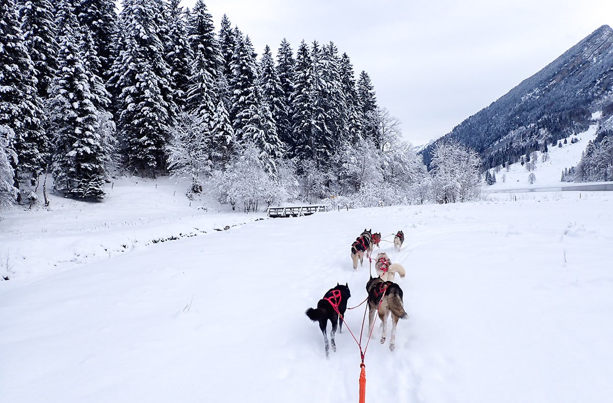 Exklusiv Husky Schlittenfahrt für Zwei im Kanton St. Gallen als romantische Geschenkidee!