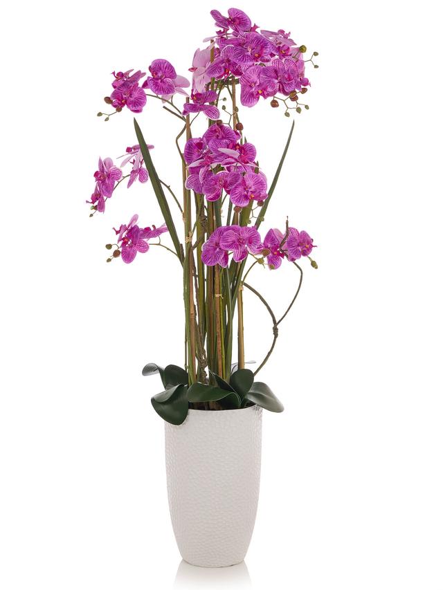 Orchidee Phalaenopsis, 160 cm