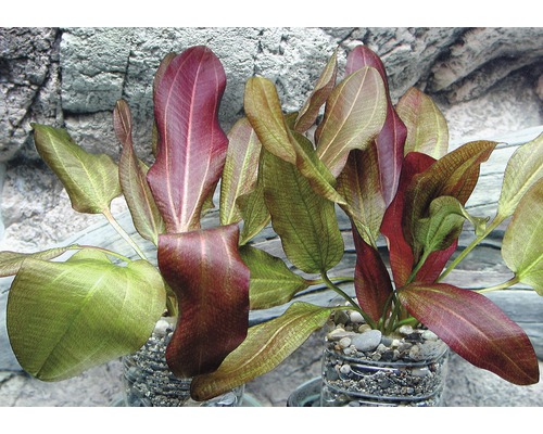 Zwaardplant, kleine beer, grote plant - Echinodorus jungle plant nr. 2 sub., GP