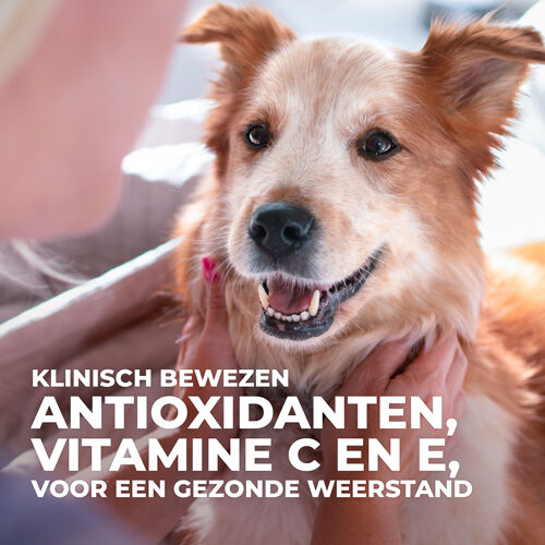 Hill's Science Plan Youthful Vitality Medium - Hondenvoer - 2.5 Kilogram - kip