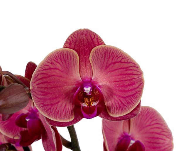 Schmetterlingsorchidee - Phalaenopsis