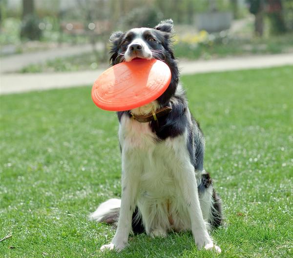 Healthy Hundespielzeug Fly, ca. Ø22 cm